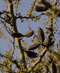 Vachellia caven