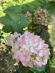 Hydrangea