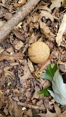 Scleroderma citrinum