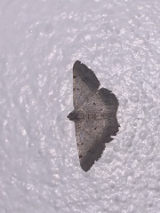 Frederickia nigricomma