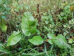 Rumex obtusifolius obtusifolius