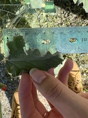 Sphaeralcea incana