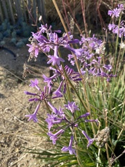 Tulbaghia violacea