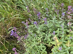 Nepeta
