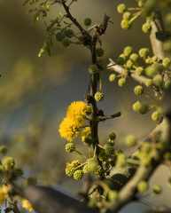 Vachellia caven