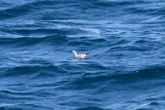 Phalaropus fulicarius