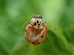 Harmonia quadripunctata