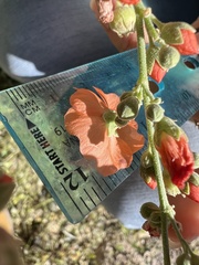 Sphaeralcea incana