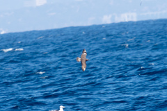 Stercorarius pomarinus