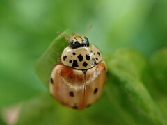 Harmonia quadripunctata