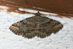 Toxonprucha repentis