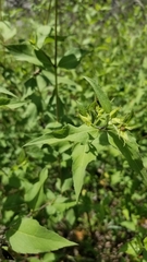 Aldama cordifolia