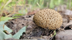 Scleroderma citrinum