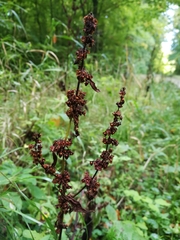 Rumex obtusifolius obtusifolius