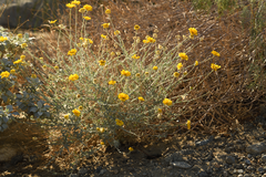 Baileya pleniradiata