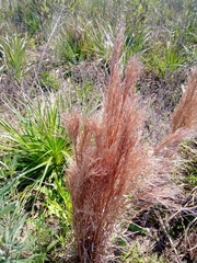 Schizachyrium