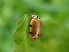 Harmonia quadripunctata