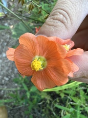 Sphaeralcea incana