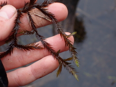 Fontinalis antipyretica