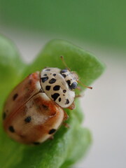 Harmonia quadripunctata