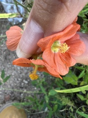 Sphaeralcea incana