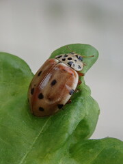 Harmonia quadripunctata