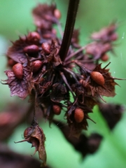 Rumex obtusifolius obtusifolius