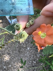 Sphaeralcea incana