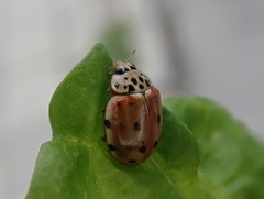 Harmonia quadripunctata