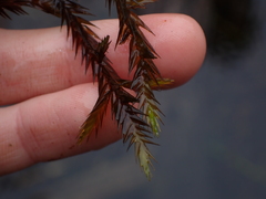 Fontinalis antipyretica