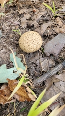 Scleroderma citrinum