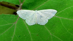 Scopula floslactata