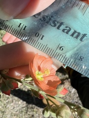 Sphaeralcea incana
