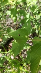 Aldama cordifolia
