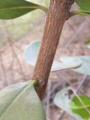Acokanthera oppositifolia