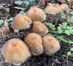 Coprinellus