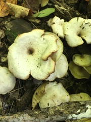 Cerioporus leptocephalus