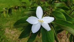 Bauhinia acuminata