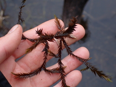 Fontinalis antipyretica