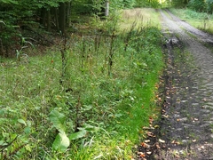 Rumex obtusifolius obtusifolius