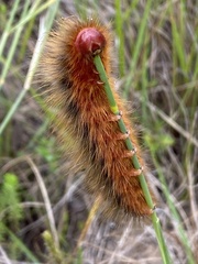 Phyllalia patens