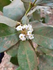 Acokanthera oppositifolia