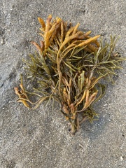 Pelvetia canaliculata