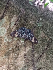 Hamadryas