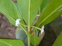 Acokanthera oppositifolia