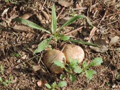 Scleroderma polyrhizum