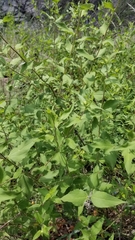 Aldama cordifolia