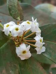 Acokanthera oppositifolia