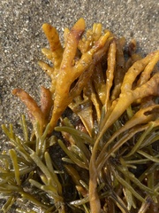 Pelvetia canaliculata