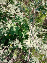 Sphaeralcea bonariensis